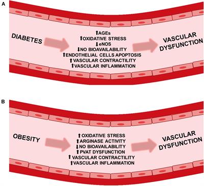 Vascular Dysfunction in Diabetes and Obesity: Focus on TRP Channels